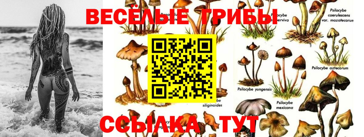 Псилоцибиновые грибы Psilocybe Люберцы